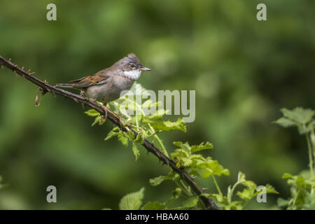 Gemeinsame Whitethroat (Sylvia Communis) Stockfoto