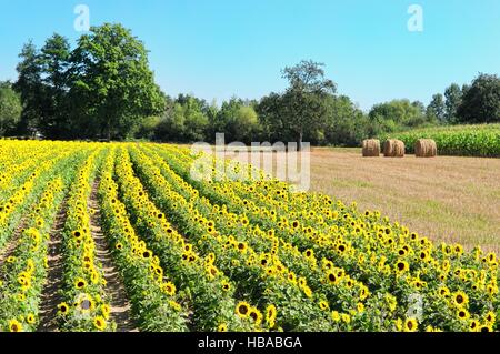Idylle auf Feld Stockfoto