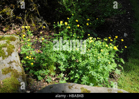 Europaeus Trollblume, Globeflower Stockfoto