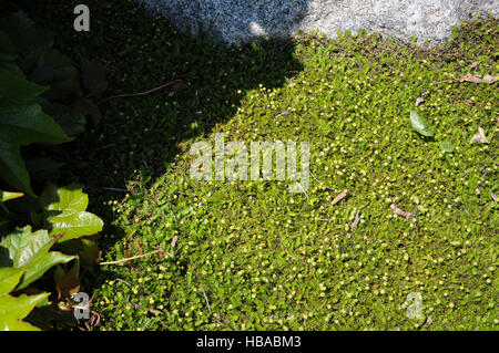 Leptinella Squalida, New Zealand Messing botton Stockfoto