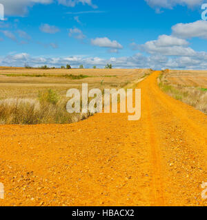 Wheat Field Stockfoto