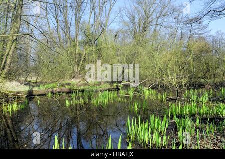 Rheinauen Oberrhein Deutschland, Stockfoto