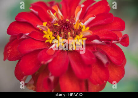 RINGELBLUMEBLUME, SCHÖNE FARBE, Stockfoto
