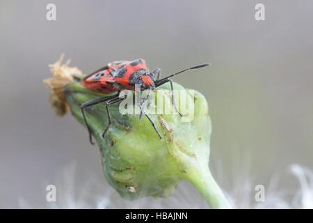 Zimt-Bug, Corizus hyoscyami Stockfoto