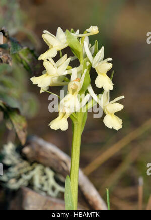 Roman Orchidee - Dactylorhiza Romana Gelbe Orchidee in Zypern Kiefernwald Stockfoto