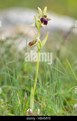 Ophrys Morio ganze Orchidee Pflanze auf Wiese Stockfoto