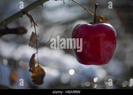 Roter Apfel Christbaumkugel hängen auf dem glänzenden Schnee bedeckten Baum, der Hintergrund jedoch unscharf. Weihnachts-Dekoration Stockfoto