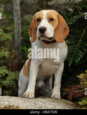 Männliche beagle Zitrone und Weiß Stockfoto