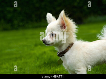 Langhaarige Chihuahua stehend auf dem Rasen Stockfoto