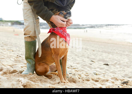 Mensch und Hund am Strand, Konstantin Bay, Cornwall, UK Stockfoto