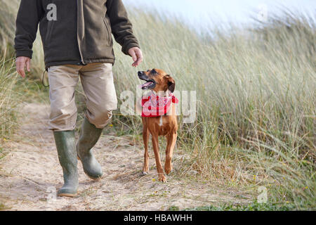 Mann zu Fuß Hund auf Sanddünen, Konstantin Bay, Cornwall, UK Stockfoto