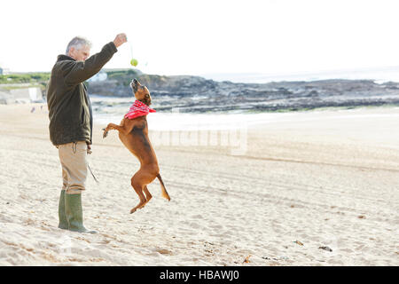 Mensch und Hund am Strand, Konstantin Bay, Cornwall, UK