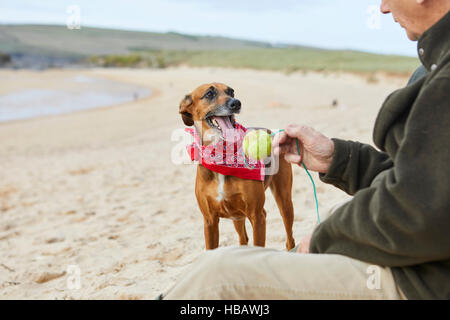 Mensch und Hund am Strand, Konstantin Bay, Cornwall, UK Stockfoto