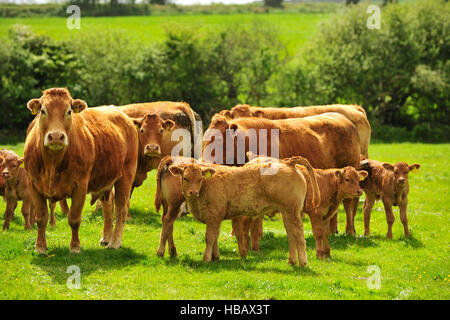 Limousin Kühe und Kälber Stockfoto