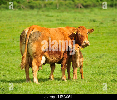 Limousin-Mutterkuh und Kalb Stockfoto