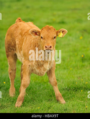 Limousin-Stier-Kalb in UK Stockfoto