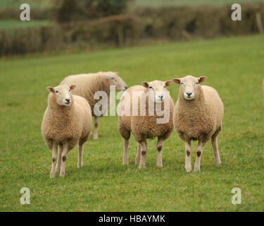 Lleyn Lager Rams Stockfoto