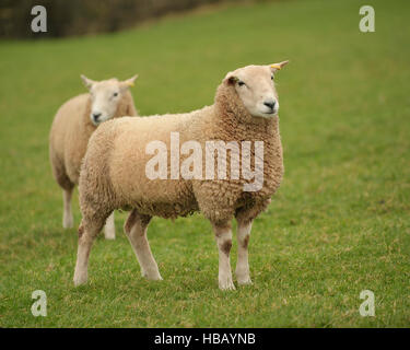 Lleyn Ram, Stammbaum, Stockfoto