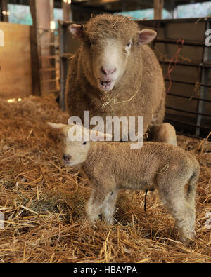 Dorset Ewe und Neugeborenes Lamm-Umfrage Stockfoto