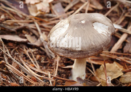 Einsamer Pilz auf den Wald im Herbst Boden. Horizontale Stockfoto