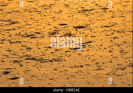 Schlag-Lug wirft im Wattenmeer Stockfoto