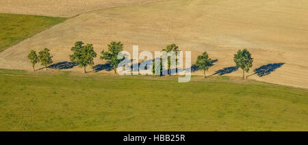Luftaufnahme, Schatten Baumallee auf einem Feldweg, Laubbäume mit Elfringhausen Vorort von Meschede, Meschede, Sauerland Stockfoto