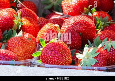 Erdbeeren geerntet in Kunststoffschalen Stockfoto