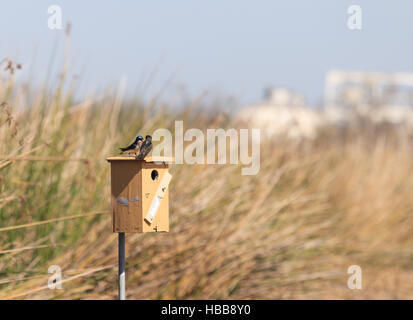 Blauer Baum Schwalbe Vogel, Tachycineta bicolor Stockfoto