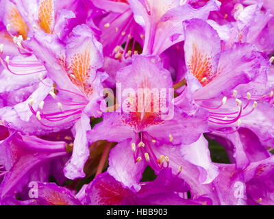 Rhododendron-Blüte Stockfoto