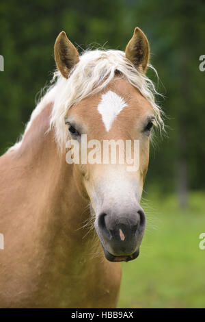 Haflinger-Pferd auf der Wiese im Frühling Stockfoto