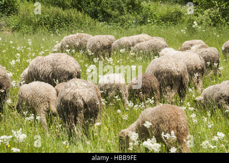 Schafe weiden auf grünen Bergwiese Stockfoto