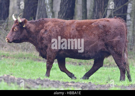 Salers Kuh Stockfoto