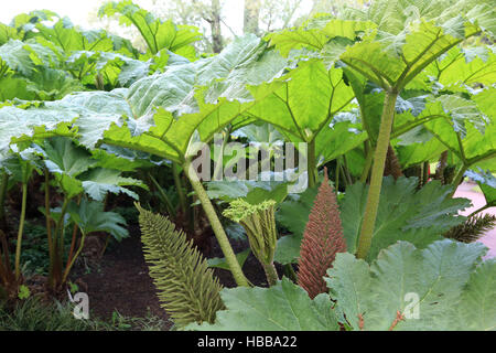 Riesen Rhabarber Gunnera Manicata Stockfoto