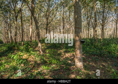 Gummibaum-Plantagen, Thailand Stockfoto