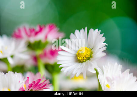 Bouquet von kleinen zarten Gänseblümchen, Nahaufnahme Stockfoto