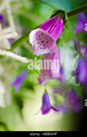 Schöne Blumen lila Fingerhut Stockfoto