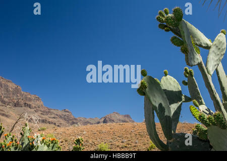 Großen Kaktus mit den Bergen von Gran Canaria im Hintergrund, Spanien Stockfoto