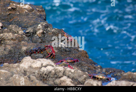 Gruppe von atlantic Rock Krabben auf nassen Felsen Stockfoto