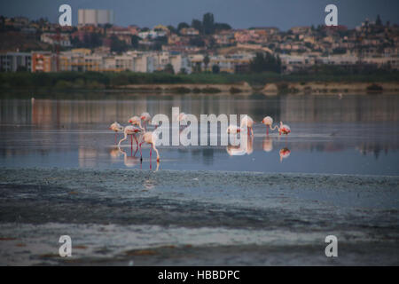 Flamingos in Cagliari Stockfoto