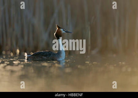 Haubentaucher / Haubentaucher (Podiceps Cristatus) Dehnen der Hals und Kopf, Schwimmen im ersten Morgenlicht, natürlichen Umgebung. Stockfoto