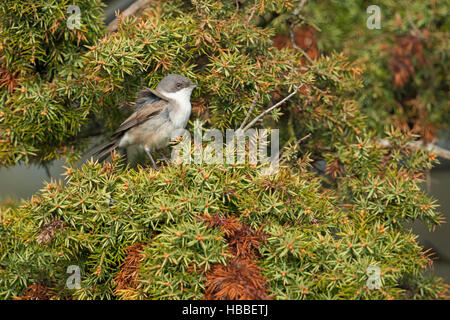 Lesser Whitethroat / Klappergrasmücke (Sylvia Curruca), männliche Vogel, sitzen auf Ästen in ein Genister Strauch, in typischer Umgebung. Stockfoto