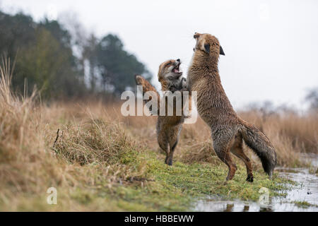 Europäische rote Füchse / Rotfuechse (Vulpes Vulpes) im harten Kampf, steht auf den Hinterbeinen, spektakuläre niedrigen Sicht in ihrem Lebensraum. Stockfoto