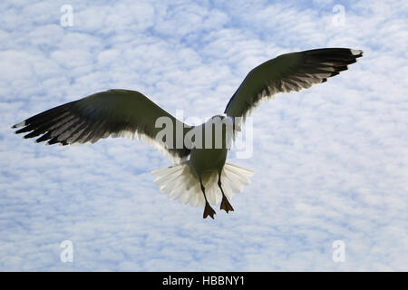 Silbermöwe, Larus argentatus Stockfoto