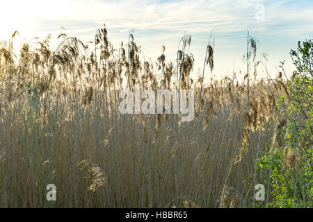 Landschaft am Dümmer See Stockfoto