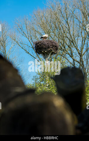 Landschaft am Dümmer See mit Storch Stockfoto