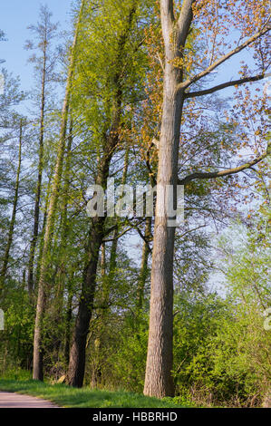 Landschaft am Dümmer See mit Storch Stockfoto