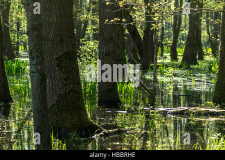 Landschaft am Dümmer See mit Storch Stockfoto