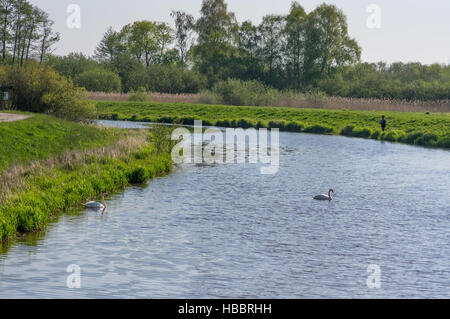 Landschaft am Dümmer See mit Storch Stockfoto