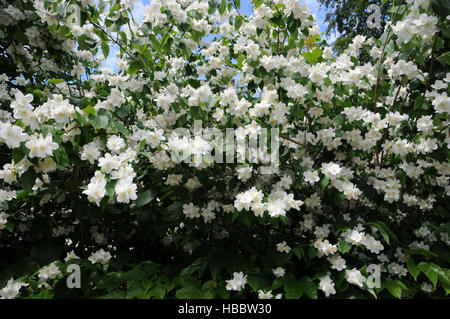 Philadelphus Coronarius, süße Mock-orange Stockfoto
