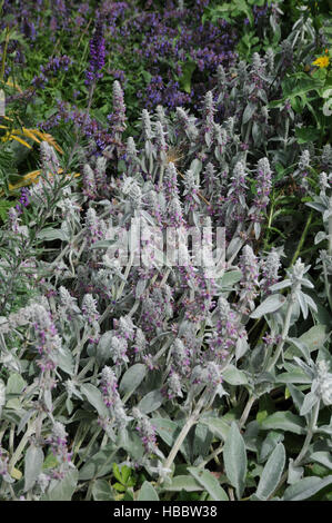 Stachys byzantina, Lambs-ear Stockfoto